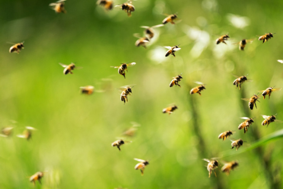 Badacze tłumaczą pszczele sygnały, fot. shutterstock Badacze analizują pszczele sygnały
