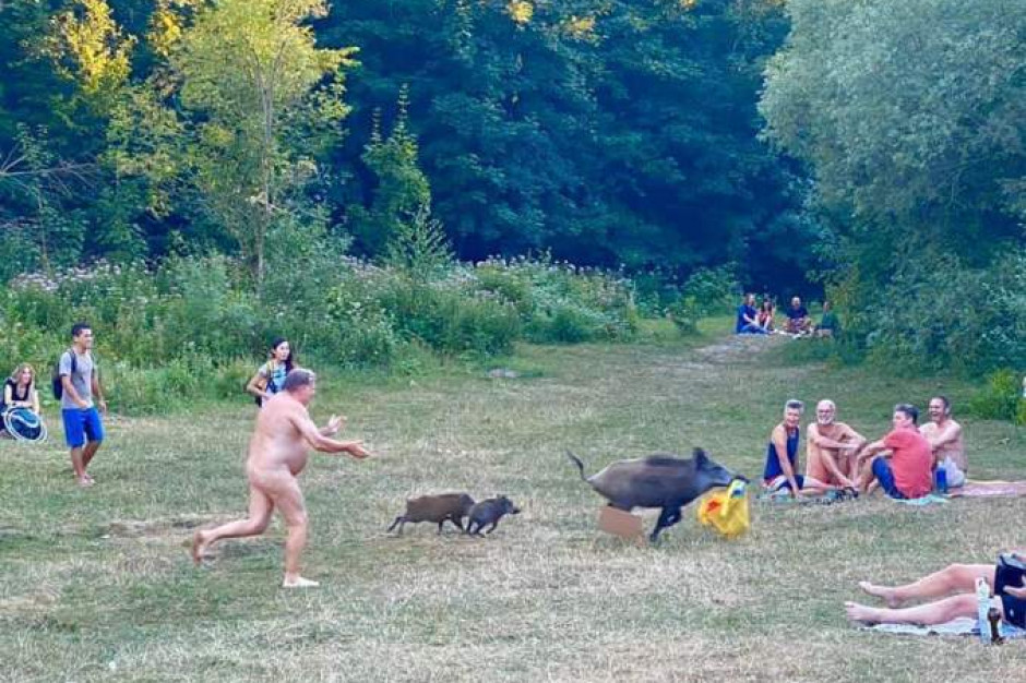 Nagi mężczyzna ścigał zwierzę uciekające ze zdobyczą, a pogoń sfotografowała jedna z obecnych tam osób. fot. za Facebookiem Niemcy: Dzik ukradł nudyście torbę z laptopem