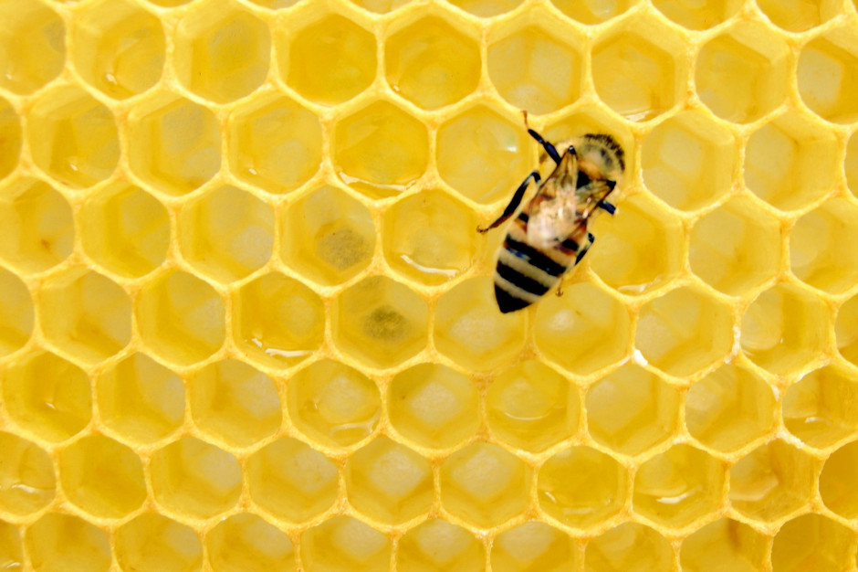 Wielki Dzień Pszczół; fot. unsplash.com MRiRW: pszczoła produkuje w ciągu całego życia jedną płaską łyżeczkę miodu