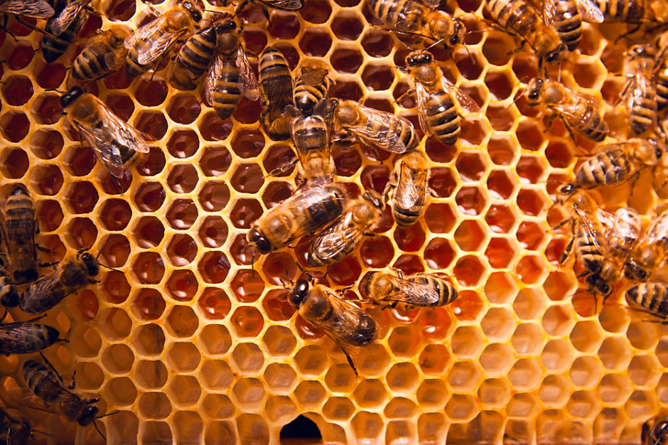 Mało miodu w pasiekach na Suwalszczyźnie, fot. shutterstock Mało miodu w pasiekach na Suwalszczyźnie