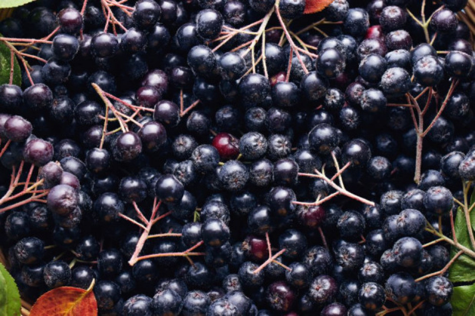 W trzecim tygodniu sierpnia rozpoczną się zbiory aronii; fot. shutterstock.com Sezon aroniowy 2020 nie będzie urodzajny