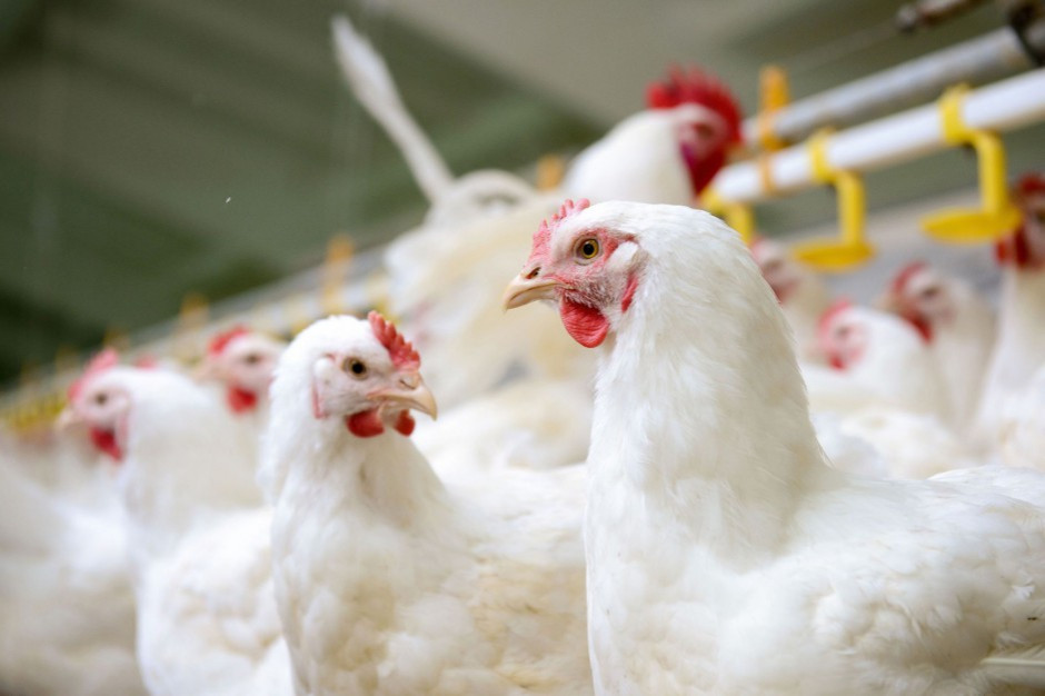 Czy węgiel drzewny może przynajmniej częściowo zastąpić antybiotyki w produkcji drobiarskiej? Pierwsze wyniki badań są obiecujące. fot. shutterstock Węgiel alternatywą dla antybiotyków w żywieniu drobiu?