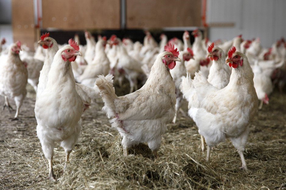 Trwa spór organizacji drobiarskich w sprawie nadzoru nad badaniami drobiu na obecność salmonelli. fot. shutterstock Polskie Centrum Akredytacji zabiera głos w sprawie konfliktu w branży drobiarskiej