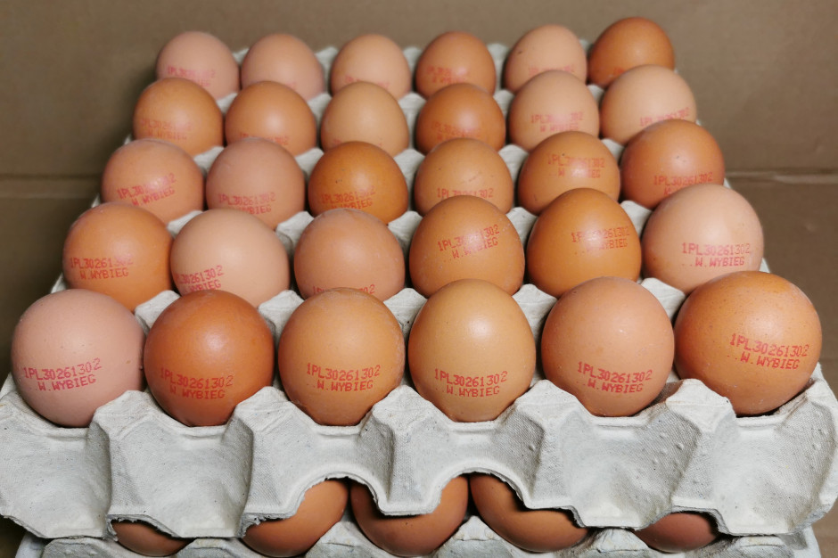 GIS wycofuje jaja z fermy Gallus. fot. gis Wielkopolska: Salmonella na fermie kur niosek. Jaja wycofano z obrotu