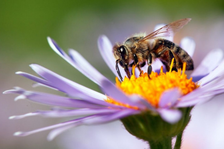 Naukowcy: Zanieczyszczenie powietrza zniechęca owady do zapylania kwiatów