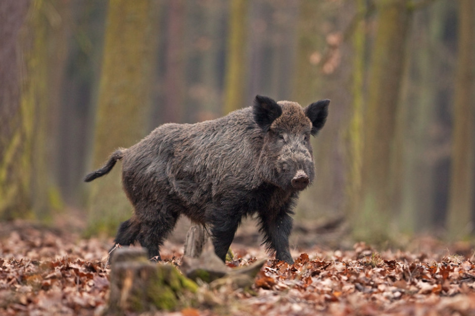 Niemieckie ministerstwo rolnictwa podejrzewa przypadek ASF w Brandenburgii; fot. shutterstock Niemieckie ministerstwo rolnictwa podejrzewa przypadek ASF w Brandenburgii