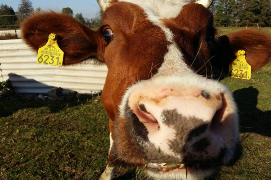 fot. RW, portalspożywczy.pl Hodowcy chcą wykreślenia zakazu stosowania pasz GMO