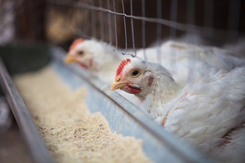 Federacja Branżowych Związków Producentów Rolnych protestuje przeciwko zapowiedzi wprowadzenia zmian w przepisach dotyczących ochrony zwierząt. fot. shutterstock FBZPR: Żaden z pomysłów w ramach