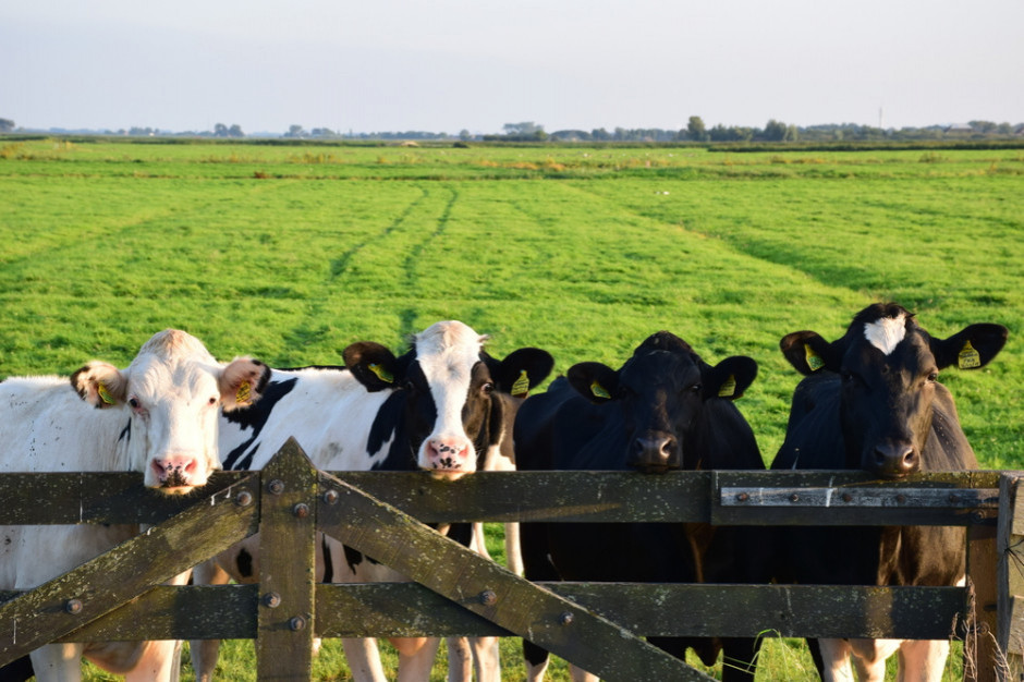Pasze bez GMO /Fot. Shutterstock Konsument chce mieć pewność, że kupuje żywność bez GMO