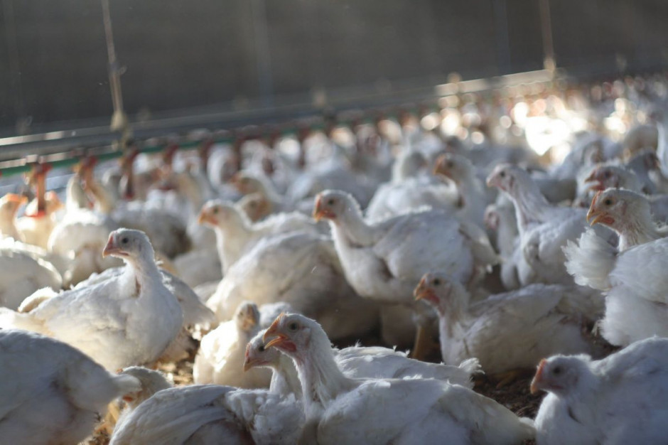 Przedstawiciele polskiego sektora drobiarskiego są zaskoczeni propozycjami zmian w ustawie o ochronie zwierząt. fot. Farmer Drobiarze: Zakaz uboju religijnego może doprowadzić do upadku polską branżę mięsną