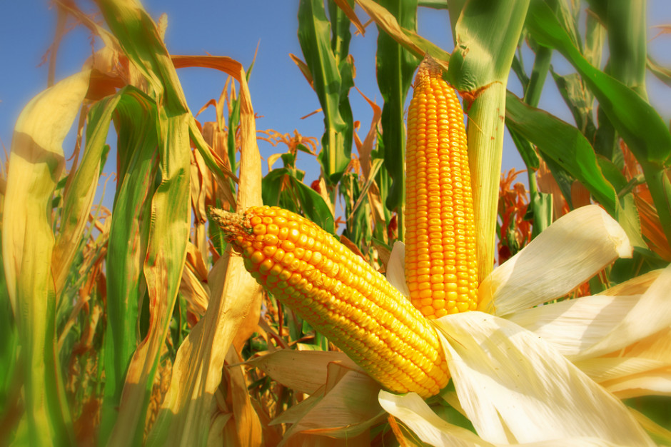 IZP: Brak kukurydzy na rynku wewnętrznym