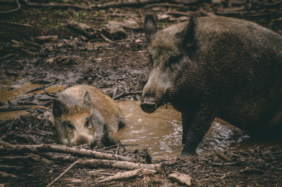 Czego możemy nauczyć się z niemieckich doświadczeń walki z ASF? fot. unsplash Walka z ASF. Czego możemy nauczyć się od Niemców?