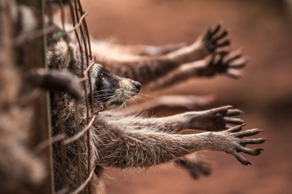 fot. Shutterstock Biuro Legislacyjne Senatu: brak precyzji w noweli ustawy o ochronie zwierząt budzi wątpliwości konstytucyjne