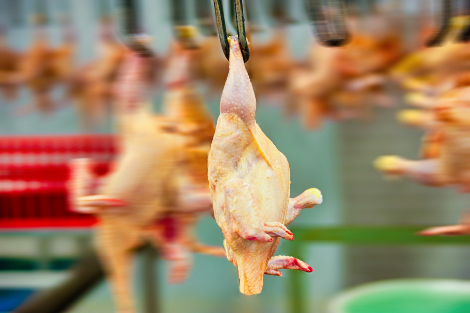 Fakty i mity - Na czym polega przeprowadzanie uboju religijnego? fot. shutterstock Na czym polega ubój religijny? Rozmowa z prezesem Polskiego Instytutu Halal