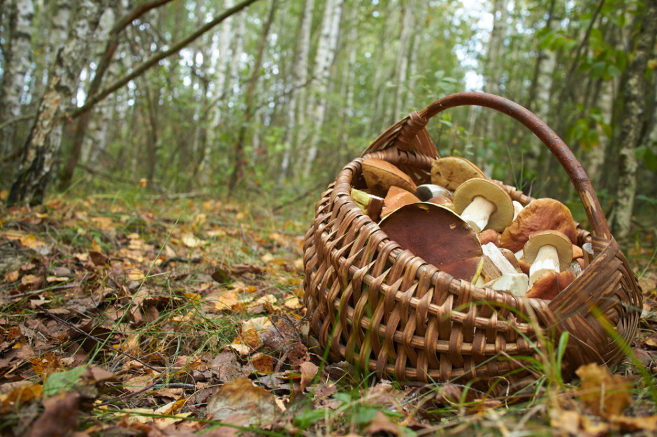 Tuż przed zatrzymaniem mężczyźni symulowali zbieranie grzybów. fot. shutterstock Śląsk: Napad i pobicie pod pozorem grzybobrania