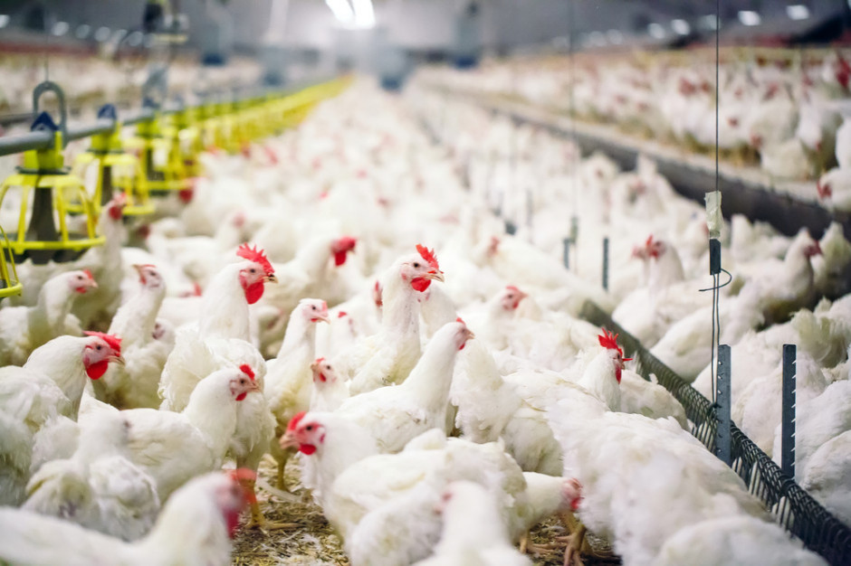 Europejski urząd EFSA ostrzega przed grypą ptaków/ fot. shutterstock Europejski urząd EFSA ostrzega przed grypą ptaków