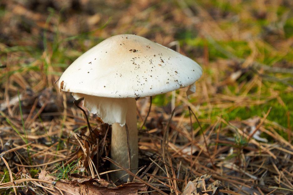Według policji, trzy kobiety i mężczyzna zatruli się muchomorami sromotnikowymi, sprzedanymi im jako grzyby jadalne. fot. shutterstock Wielkopolska: Rośnie liczba śmiertelnych ofiar zatrucia grzybami we Wrześni