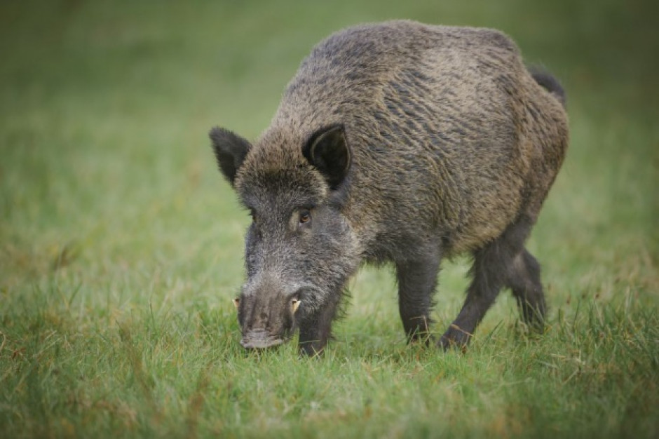 3 kolejne przypadki ASF u dzików we wschodnich Niemczech; fot. shutterstock.com 3 kolejne przypadki ASF u dzików we wschodnich Niemczech