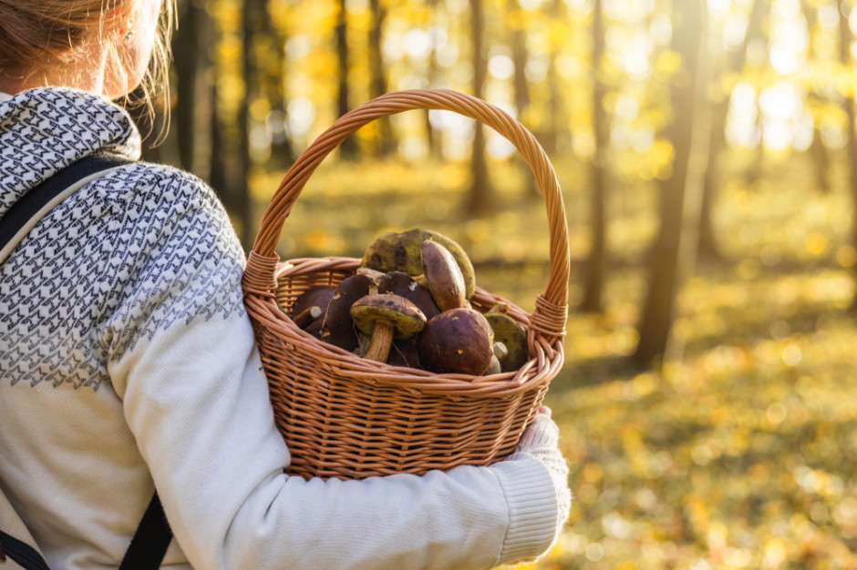 Czy państwowe organy są w stanie skutecznie karać osoby sprzedające trujące grzyby? fot. shutterstock Kary za brak uprawień do zbierania grzybów?