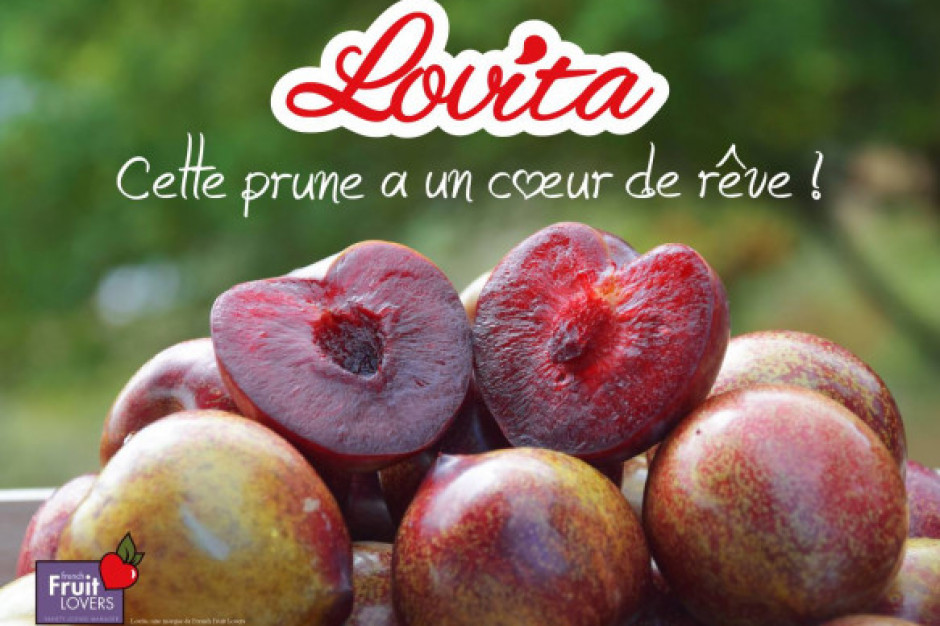 Lovita®, nowa odmiana śliwki o czerwonym miąższu, właśnie pojawi się na rynku francuskim/ fot. www.facebook.com/lovitaplum Nowa odmiana śliwek dostępna na francuskim rynku