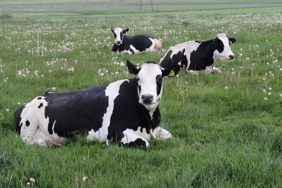 Kujawsko-pomorskie: 35 krów zginęło po zerwaniu linii energetycznej. fot. farmer.pl Kujawsko-pomorskie: 35 krów zginęło po zerwaniu linii energetycznej