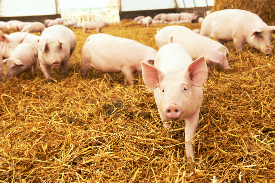 KSG Agro zamierza produkować własny materiał zarodowy. fot. shutterstock KSG Agro chce zbudować własną fermę zarodową