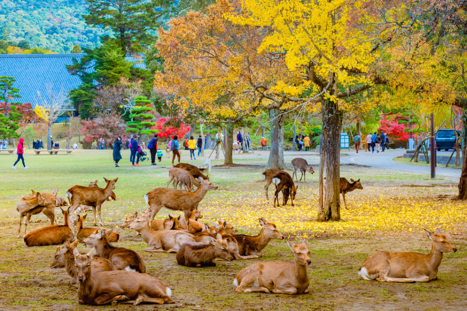 Park w Narze, w którym mieszkają dzikie jelenie dokarmiane przez turystów, fot. shutterstock Japończycy wyprodukowali opakowanie, które jest jadalne dla jeleni