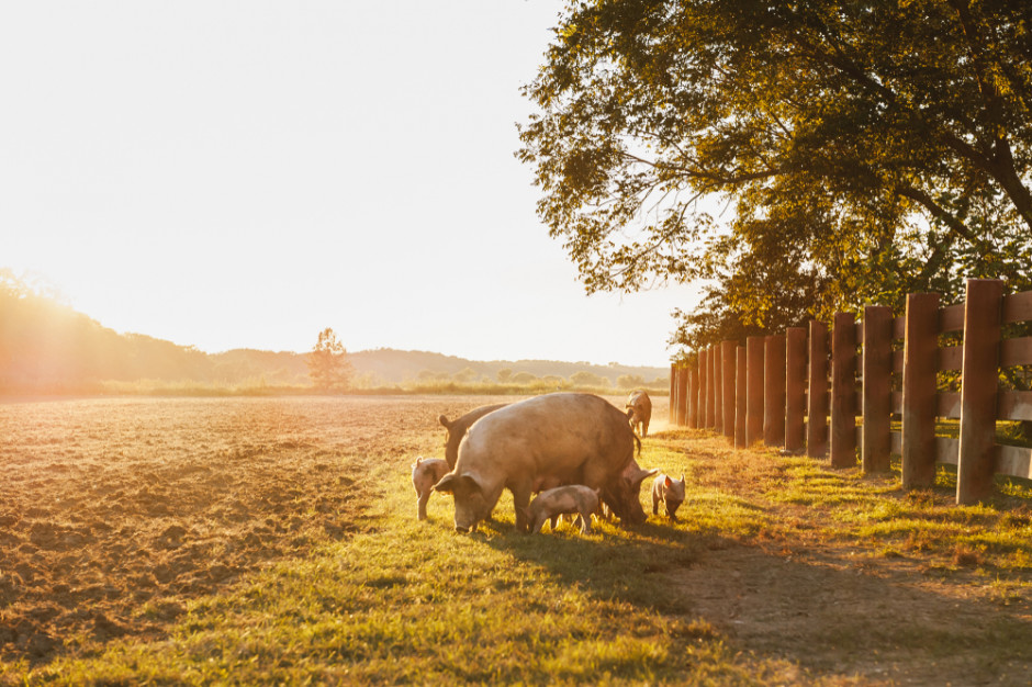 Nastąpiło złagodzenie restrykcji nałożonych na podstawie unijnych przepisów na producentów trzody chlewnej fot. Shutterstock MRiRW: w 60. gminach złagodzono ograniczenia w związku z ASF