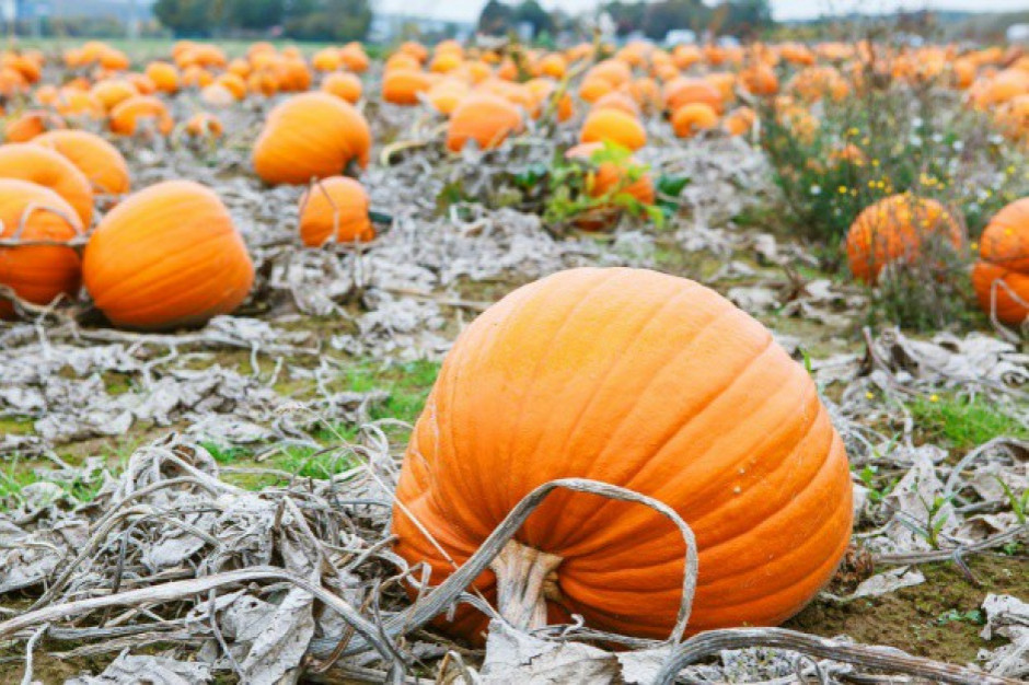 W zw. z Halloween co roku marnuje się tysiące ton dyń/ fot. shutterstock W zw. z Halloween na świecie marnuje się tysiące ton dyń