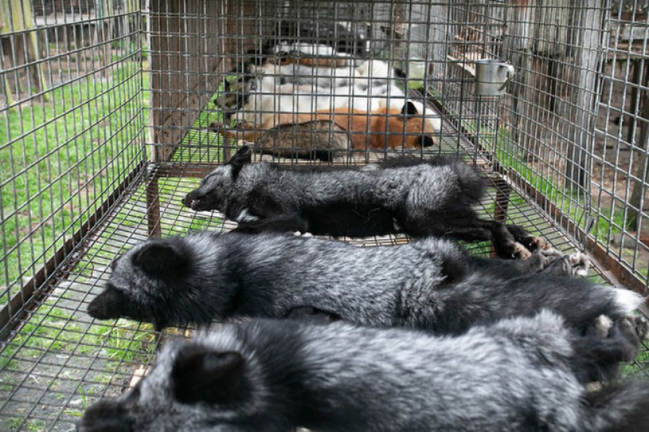 W klatkach znaleziono głównie padłe lisy, Foto: Otwarte Klatki/A. Skowron Koszmar na fermie futerkowej w Wielkopolsce
