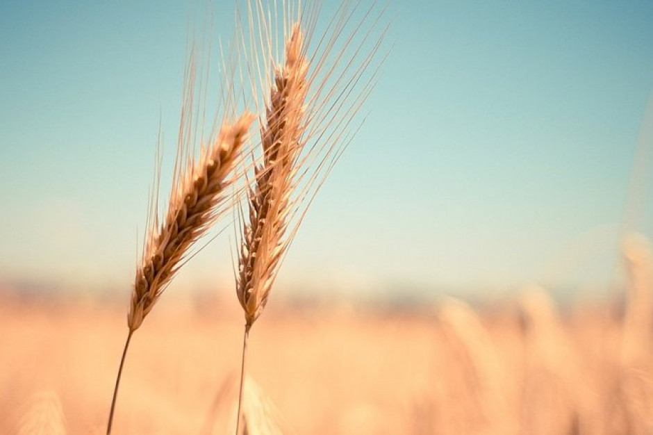 Ceny mąki ruszyły w górę, jednak ceny pszenicy rosną w znacznie szybszym tempie Ceny mąki ruszyły w górę, jednak ceny pszenicy rosną w znacznie szybszym tempie