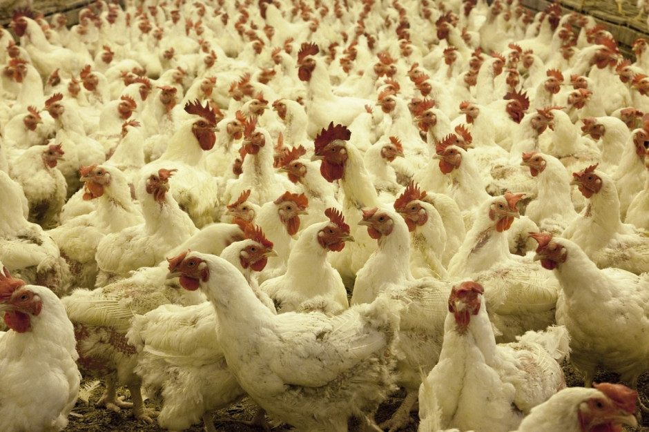 Francja: Z powodu ptasiej grypy wybito setki sztuk drobiu