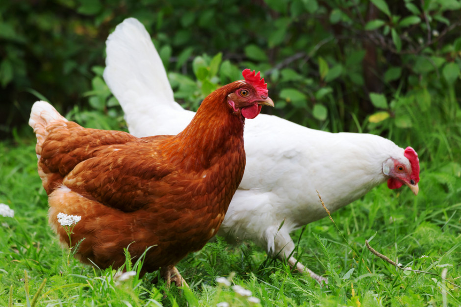 25 listopada GLW potwierdził wystąpienie ptasiej grypy w stadzie kur niosek w Wielkopolsce. fot. shutterstock Grypa ptaków ponownie w Polsce. GLW potwierdza ognisko w stadzie kur niosek