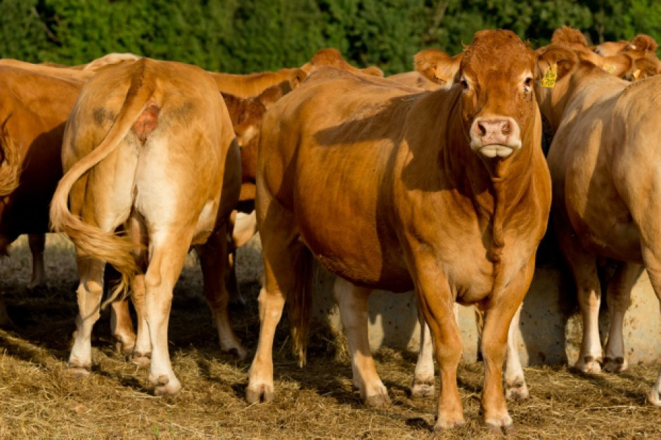 Inicjatywa BovINE zrzeszająca europejski sektor wołowiny spotka się w Polsce
