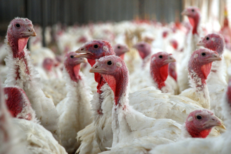 Kolejne ognisko grypy ptaków w Polsce; fot. shutterstock Kolejne ognisko grypy ptaków w Polsce
