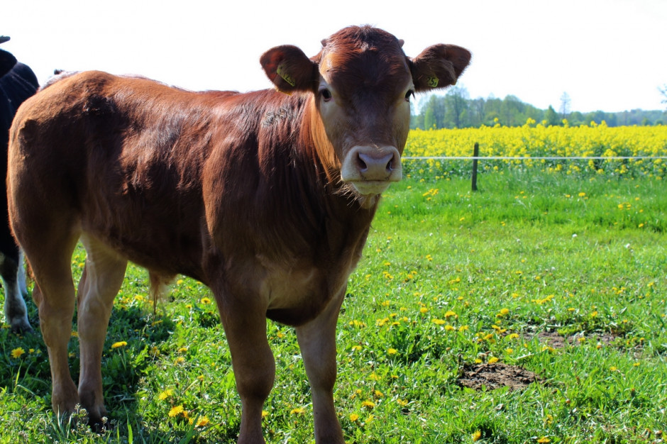 Policja apeluje o ostrożność, bo - według weterynarzy - byki mogą być agresywne i niebezpieczne. fot. farmer.pl Mazowieckie: Trwają poszukiwania niebezpiecznych byków