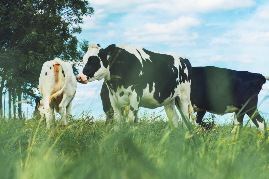 Konsumenci nie chcą ryzykować /fot. Unsplash Konsumenci nie chcą ryzykować - wybierają żywność bez GMO