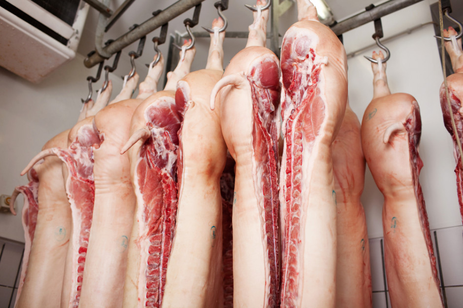 Zakłady mięsne pod ostrzałem krytyki za import świń. Czy słusznie?