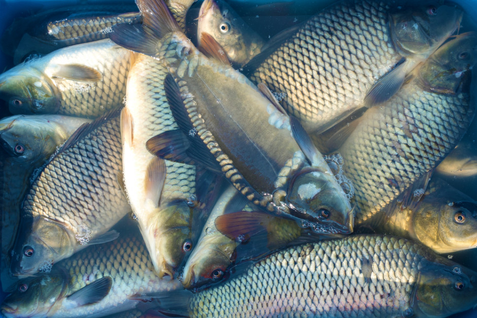 Większość dużych sieci handlowych ogłosiła już decyzje o rezygnacji ze sprzedaży żywych karpi. fot. shutterstock Czy to już koniec żywego karpia w sklepach?