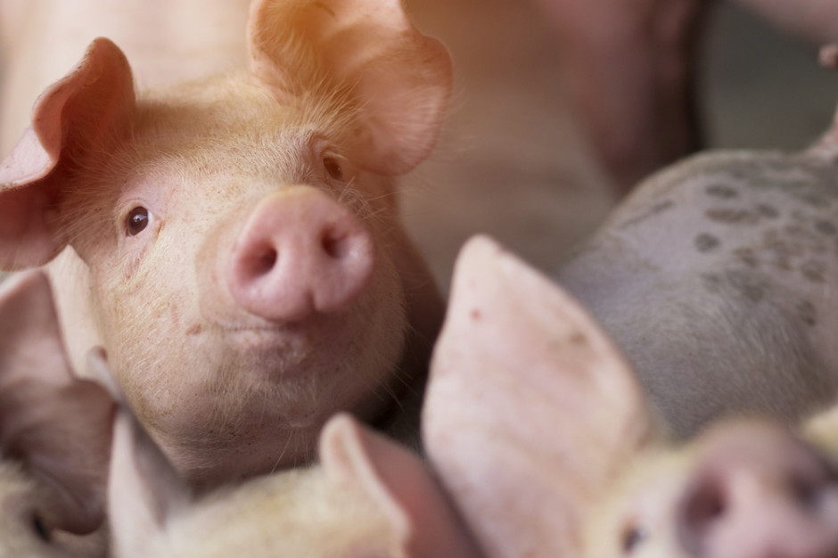 Polpig wskazał trzy najważniejsze wydarzenia dla hodowców trzody chlewnej w Polsce w 2020 roku. fot. shutterstock Polpig: To nie był rok świni