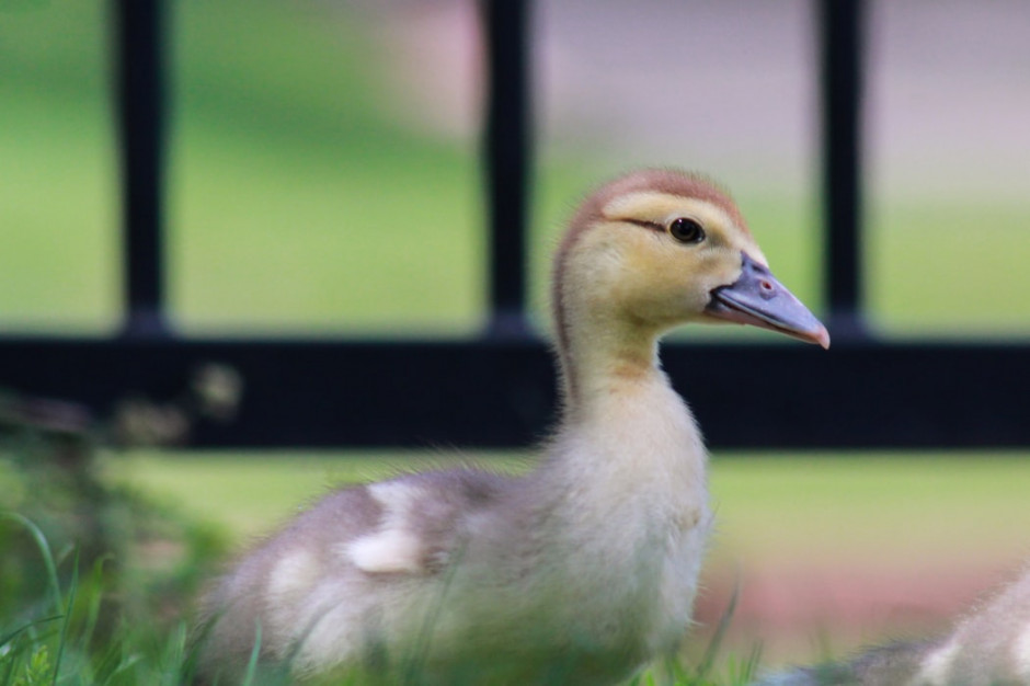 Masowy ubój drobiu z powodu epidemii ptasiej grypy we Francji / fot. unsplash Masowy ubój drobiu z powodu epidemii ptasiej grypy we Francji