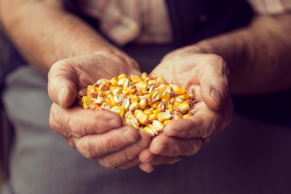 Kukurydza nowym produktem na Giełdowym Rynku Rolnym