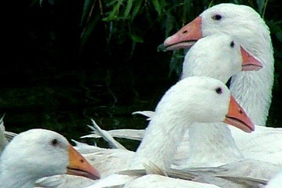 5 nowych ognisk grypy ptaków Główny Lekarz Weterynarii:: 5 nowych ognisk grypy ptaków