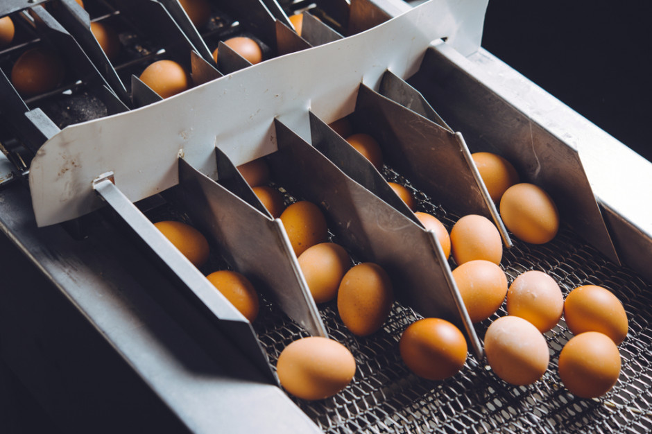 Avangardco - jeden z największych producentów jaj w Europie na krawędzi bankructwa. fot. shutterstock Jeden z największych producentów jaj w Europie na krawędzi bankructwa