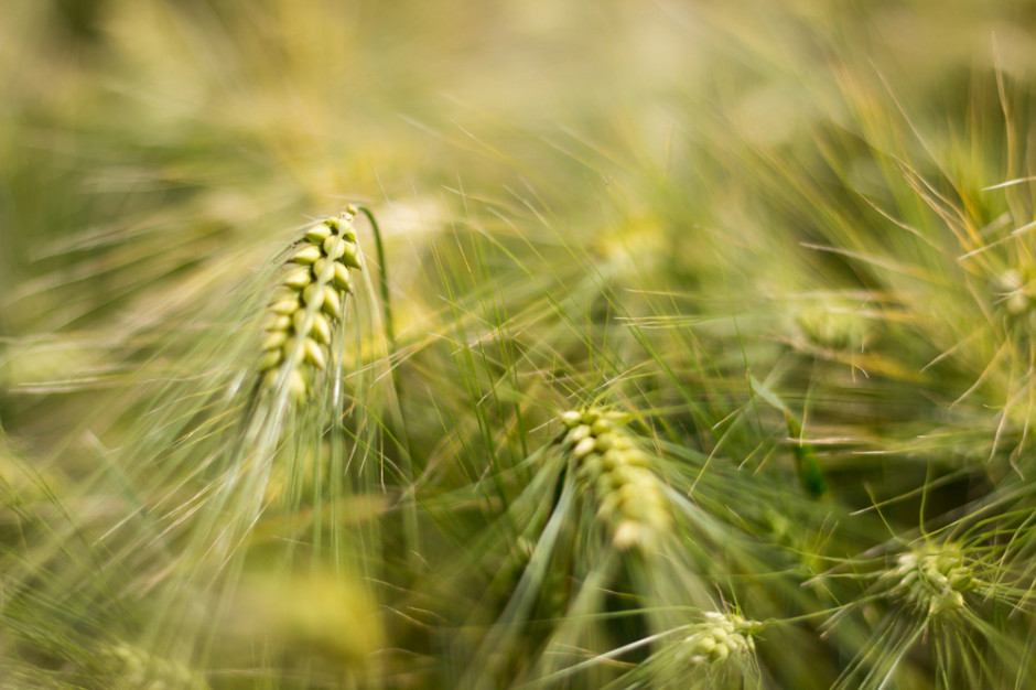 Izba Zbożowo-Paszowa: Sytuacja na rynku zbóż jest bardzo dynamiczna; fot. shutterstock Izba Zbożowo-Paszowa: Sytuacja na rynku zbóż jest bardzo dynamiczna