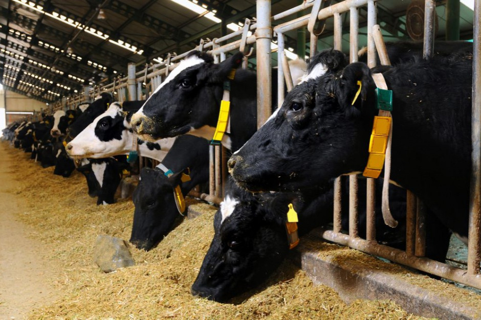 2,5 mln zł kary od UOKiK za zmowę producentów pasz dla zwierząt / fot. shutterstock 2,5 mln zł kary od UOKiK za zmowę producentów pasz dla zwierząt