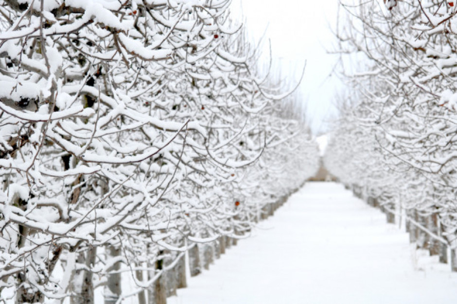 Śnieg ma padać w całym kraju/ fot. shutterstock IMGW: w czwartek mróz i opady śniegu w całym kraju