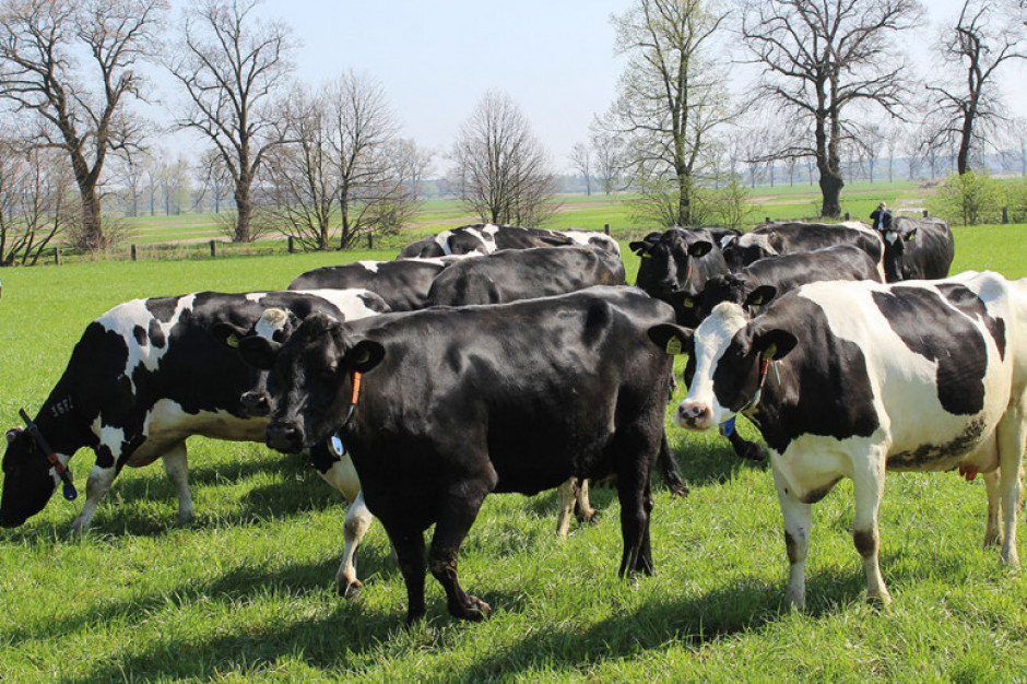Rosną ceny pasz /fot. farmer.pl Rosnące ceny pasz podnoszą koszty produkcji mleka