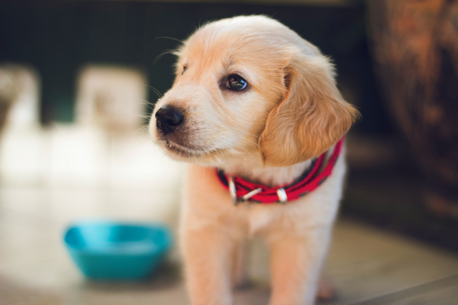 Nestle: większa sprzedaż karm dla zwierząt niż żywności dla ludzi; fot. unsplash.com Nestle: większa sprzedaż karm dla zwierząt niż żywności dla ludzi