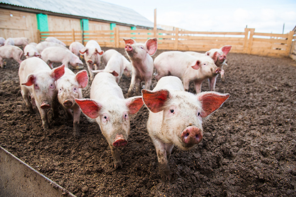 Po drastycznych spadkach ukraińscy hodowcy mają nareszcie powody do optymizmu. fot. shutterstock KSG Agro: Wieprzowina na Ukrainie zdrożała o 20 procent